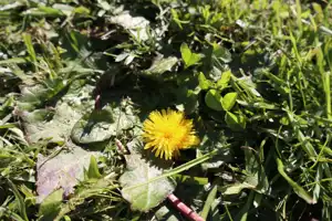 2025-06-22 La Perouse - IMG_2738_compressed_q50.webp